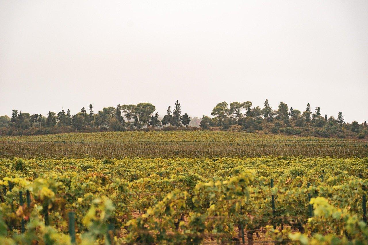 Domaine d'Aussières - Detalhes arquitetônicos