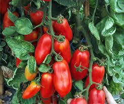 San Marzano