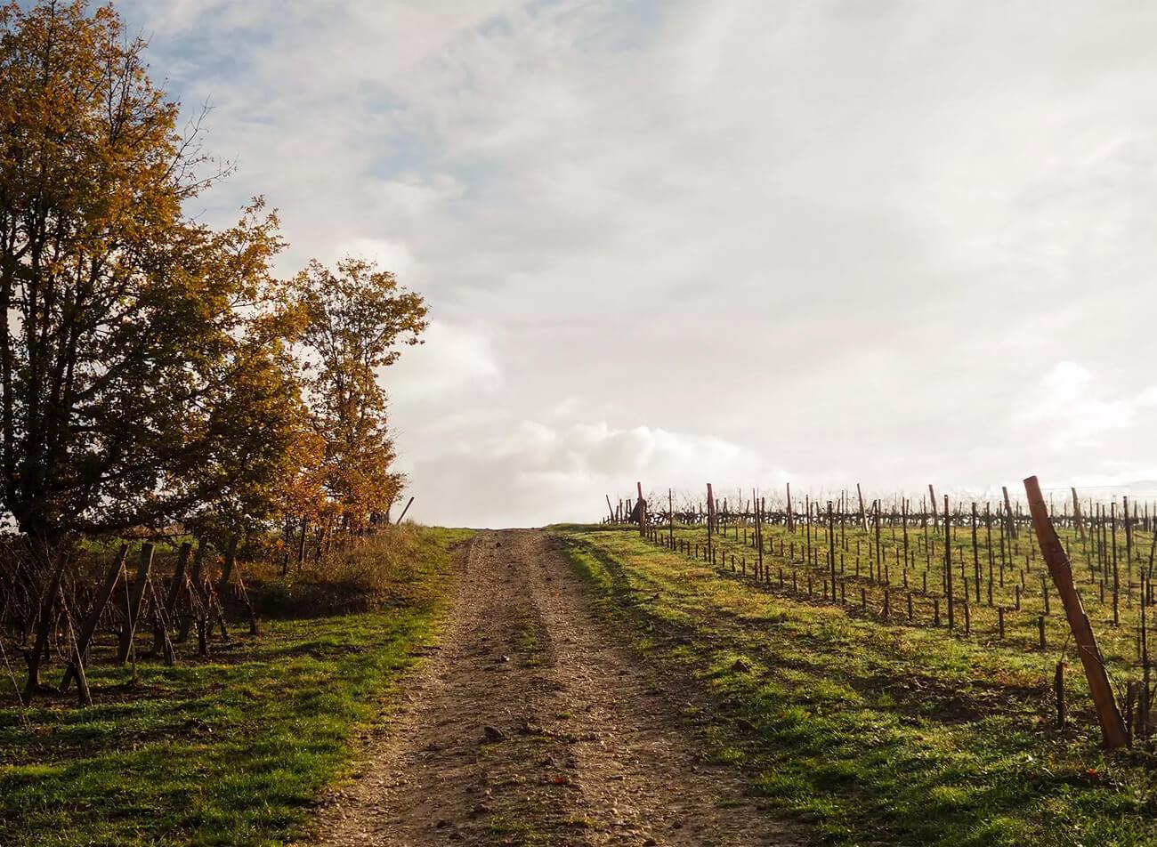 Domaine Barons De Rothschild
