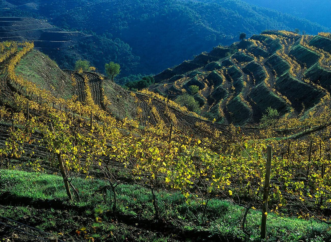 Clos Mogador