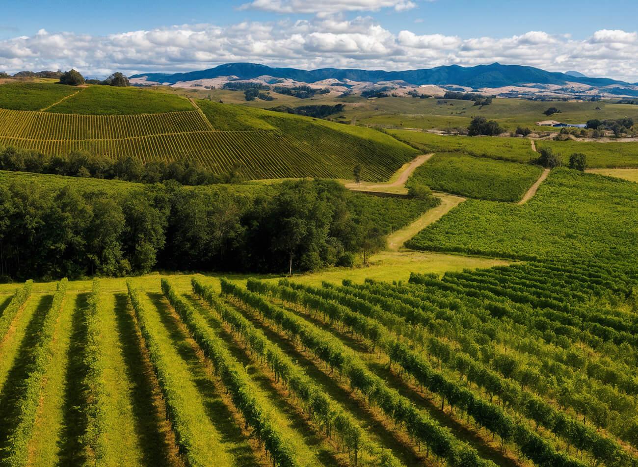 Vale dos Vinhedos